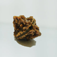 2 Mukhi Rudraksha - Acharyaganesh