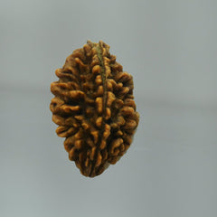 2 Mukhi Rudraksha - Acharyaganesh