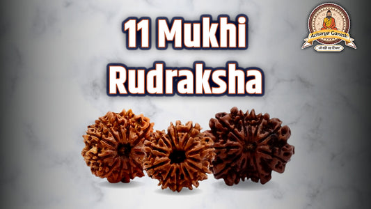 11 Mukhi Rudraksha