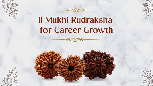11 Mukhi Rudraksha for Career Growth