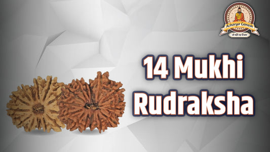 14 Mukhi Rudraksha