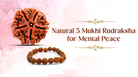 Natural 5 Mukhi Rudraksha for Mental Peace