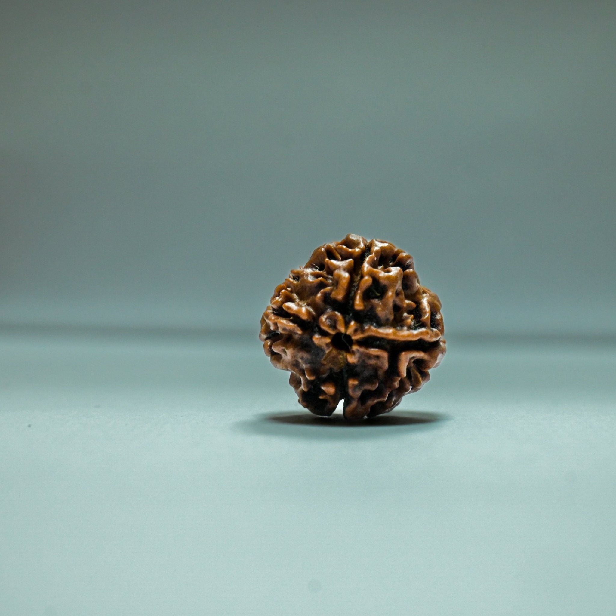 4 Mukhi Rudraksha - Acharyaganesh