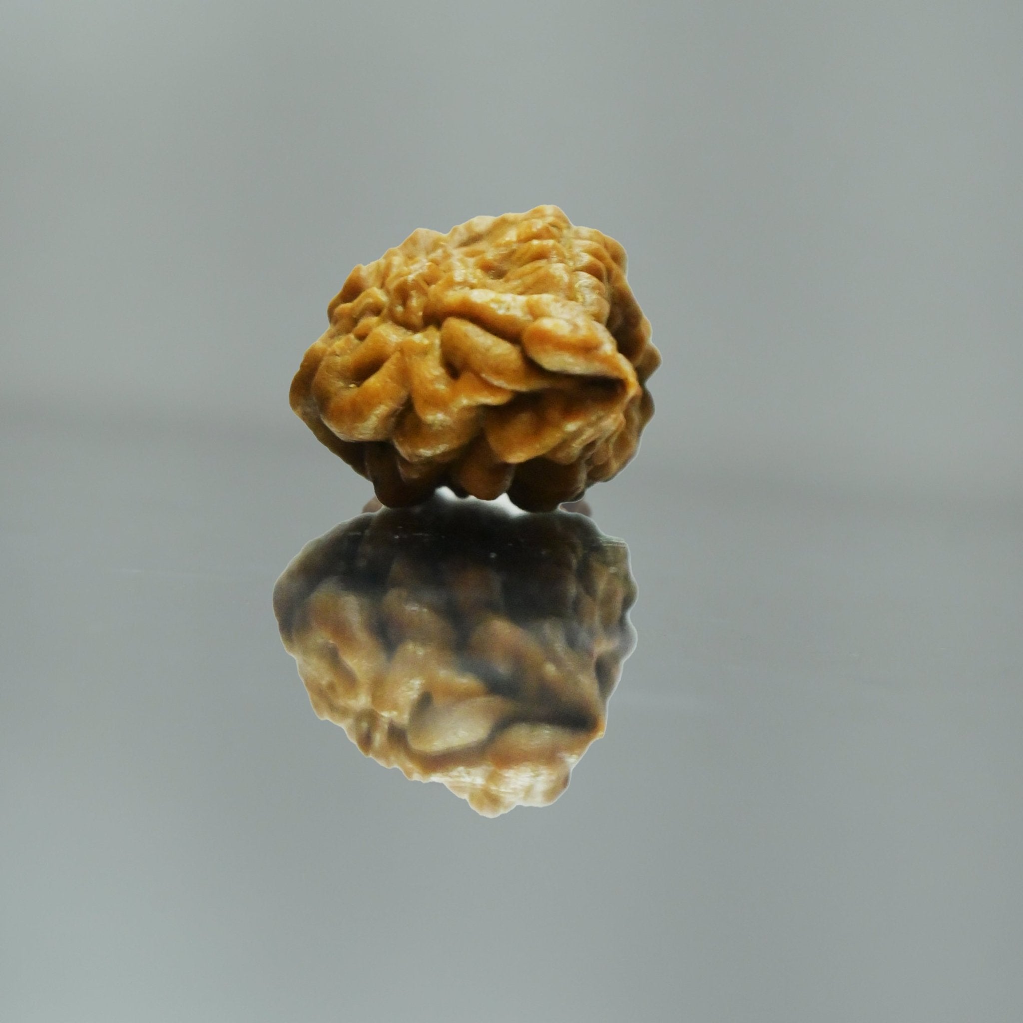 1 Mukhi Rudraksha - Acharyaganesh