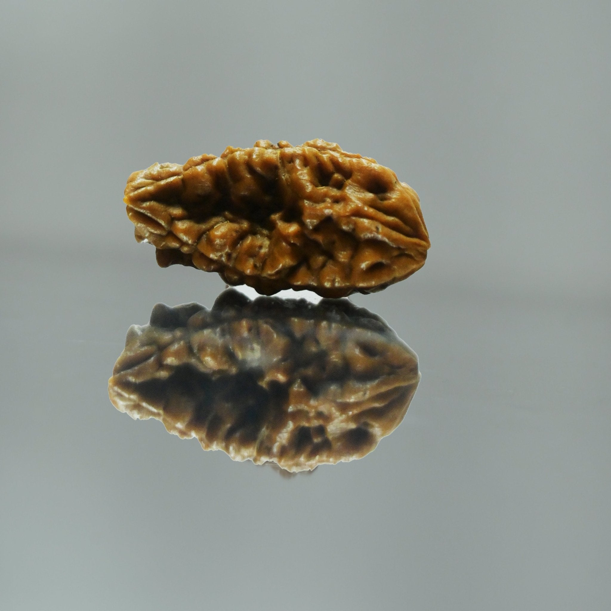 1 Mukhi Rudraksha - Acharyaganesh