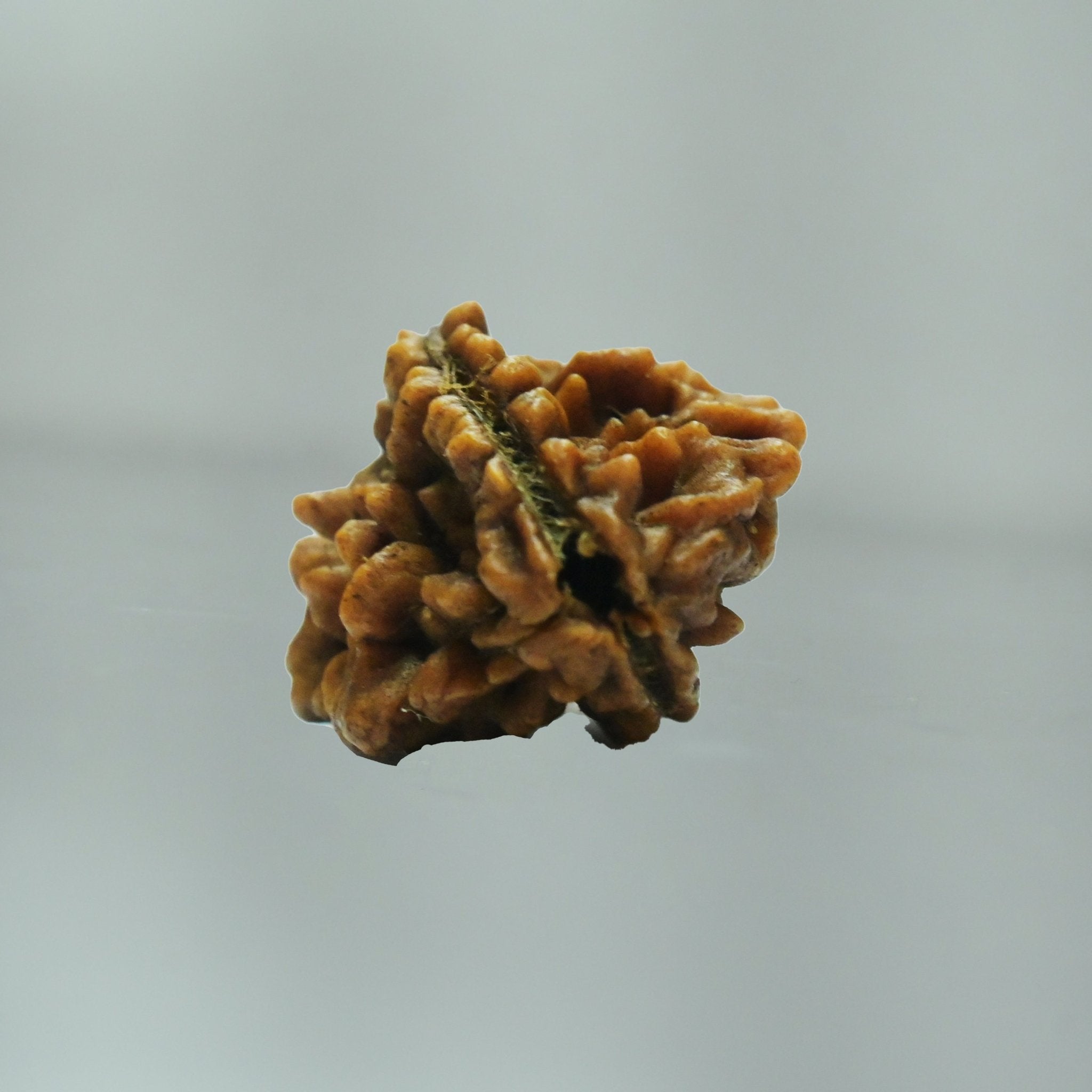 2 Mukhi Rudraksha - Acharyaganesh