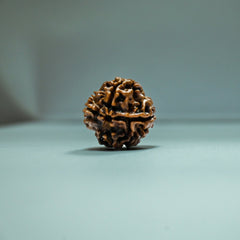 4 Mukhi Rudraksha - Acharyaganesh