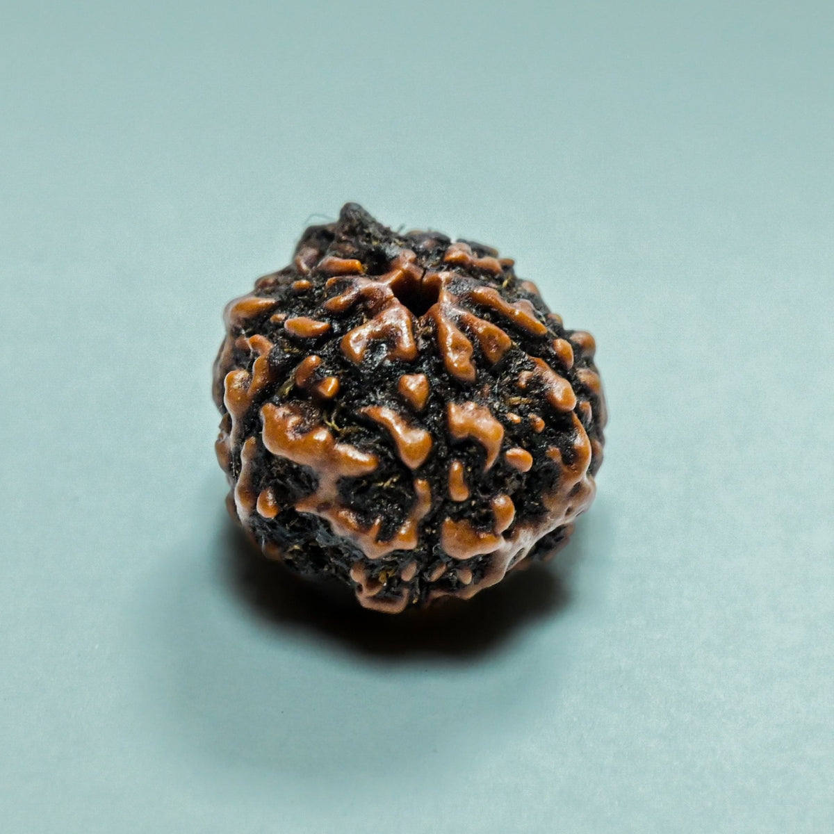 5 Mukhi Rudraksha - Acharyaganesh