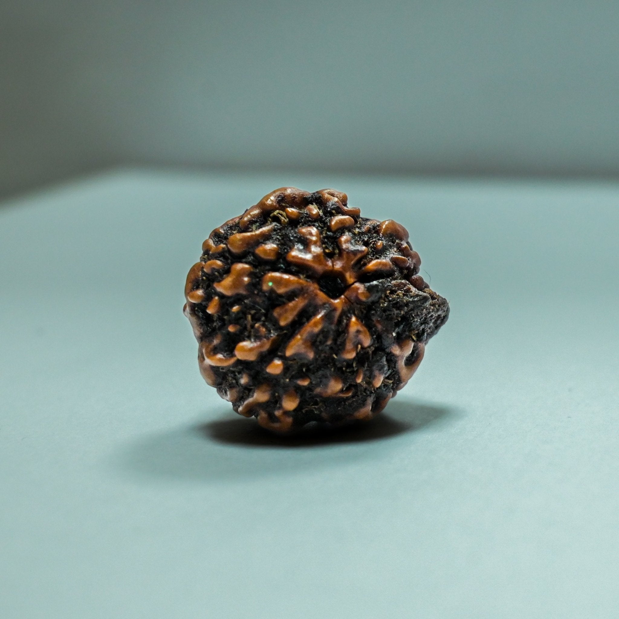 5 Mukhi Rudraksha - Acharyaganesh